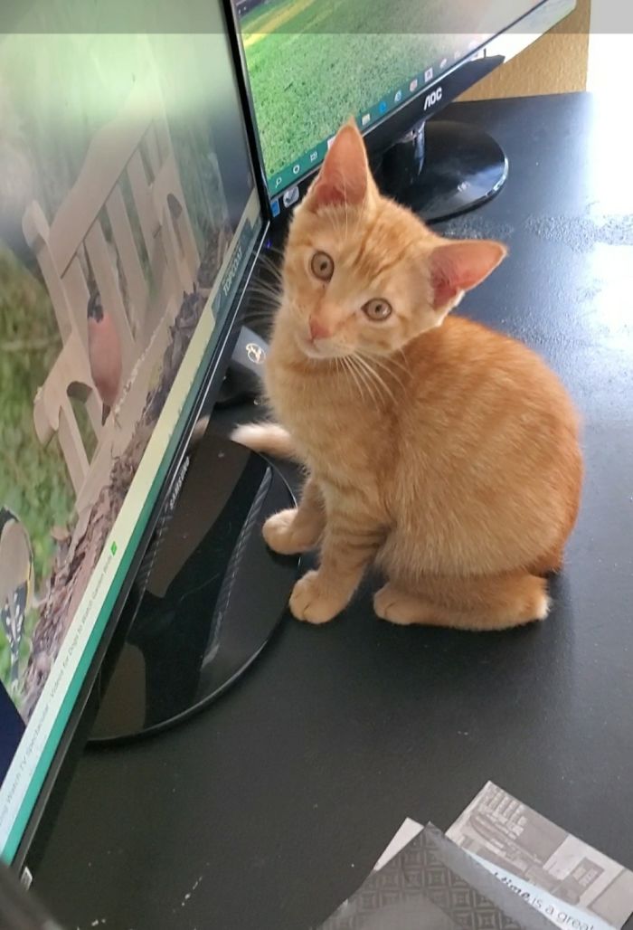 After Being Born In The Porch, Gingelina Living Inside, W/ Her Mom & Brother