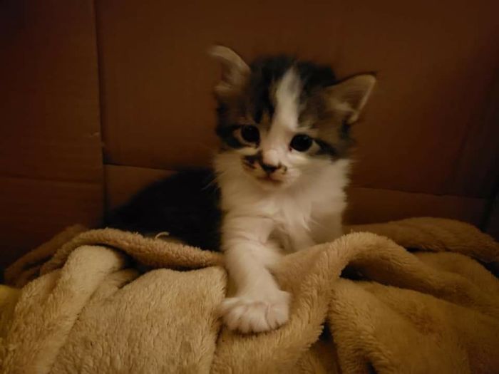 My Grand-Kitten, Truffle. (We Kept His Mom, He's In A Great Home With His Siblings)