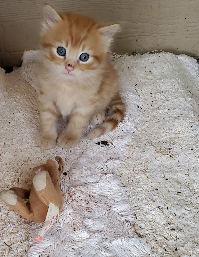 Gingelina In Our Porch