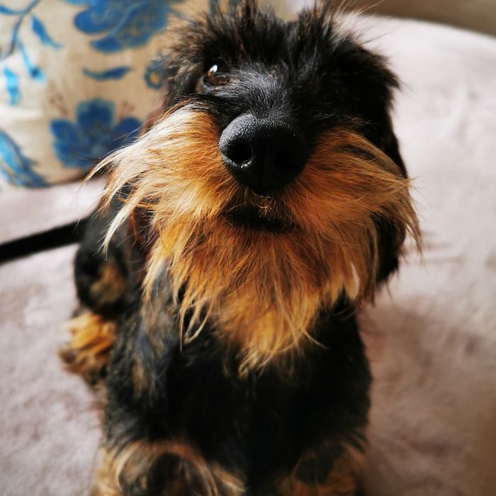 This Ia Reese, Our Wirehaired Dachshund Pup