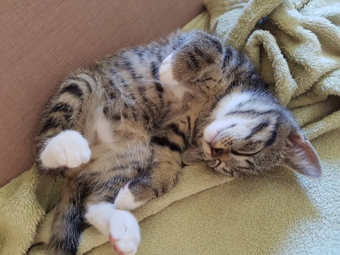 Herr Schrödinger When He Was 12 Weeks Old