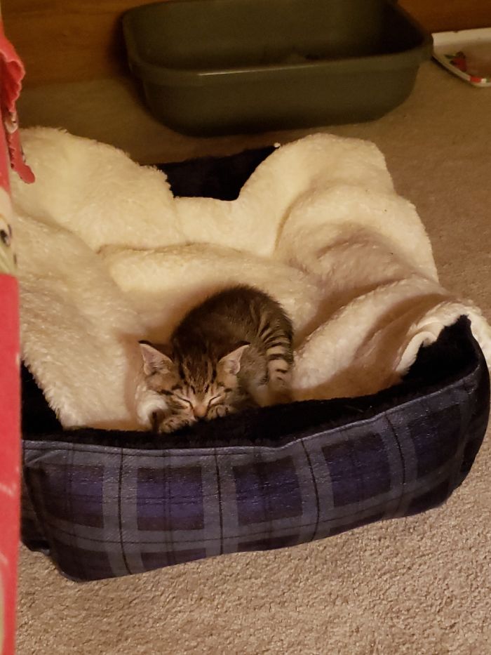 Just Kiki Taking A Nap 😴💤💤 (