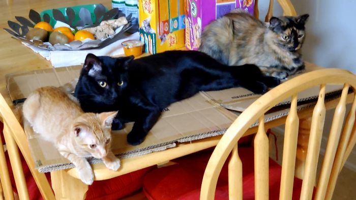 After Living Outside As Stray Cats, Gingelina, Arthur, Her Brother, And Mama, Their Mom