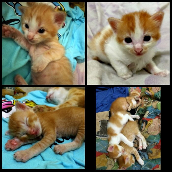 My Three Little Babies Was Born At The Beginning Of Quarantine, Named Coro, Rona, And Covid