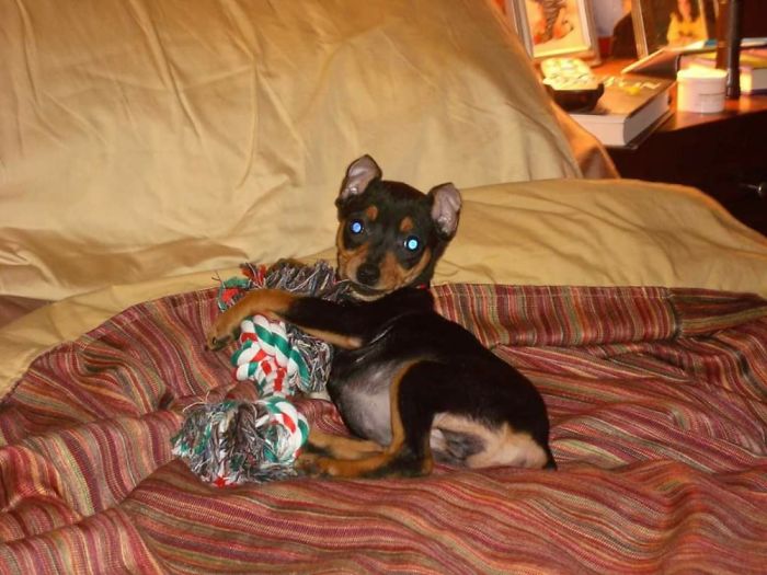 Maddie, Age 10 Weeks, Weight 1 Kg, On Her First Night At Her New Home.