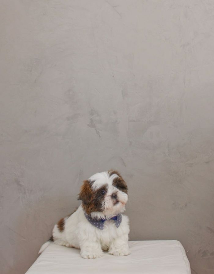 Mr. Darcy Around 3 Months Old