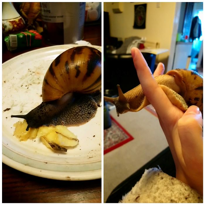 This Is Ragnar Before And After. He Was Given To Me Hours Away From Death Due To Malnutrition