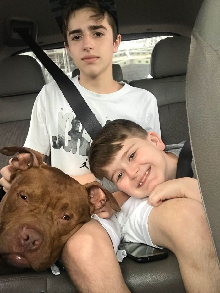 Our Newly Adopted Pitty, Colt, 2 Years Ago, On The Drive Home