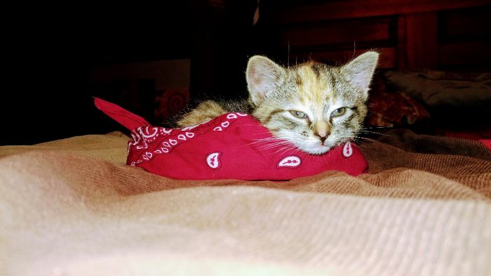 10 10 Best Cat I've Ever Had. She Is A Perfect Angel!