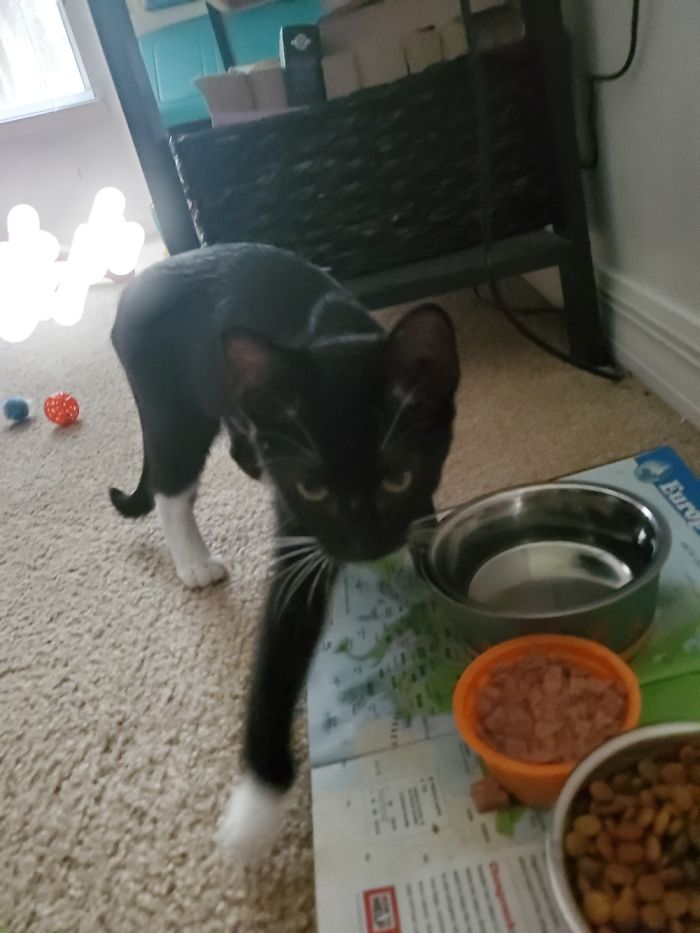 Luna The 4 Month Old Kitten