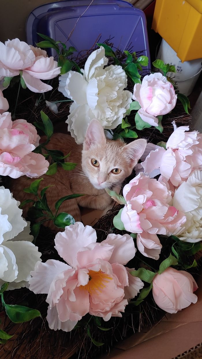 Resting In Aa Old Wreath