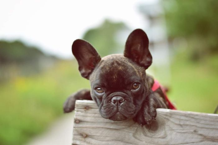 My French Bulldog Chewie When He Was Still A Puppy!