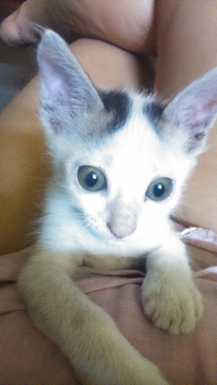 Pippa At 1 Month Old Rescued Off The Streets