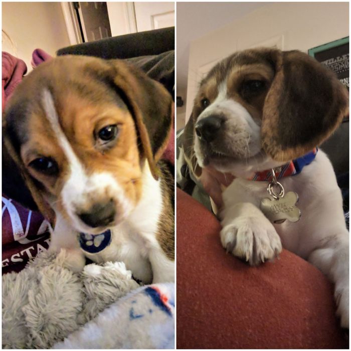 Double Trouble! My Babies... Brothers From The Same Litter. Meet Blue And Cooper