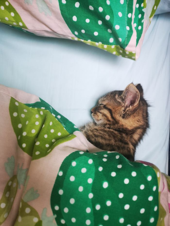 Our Latest Addition To The Family: Todd