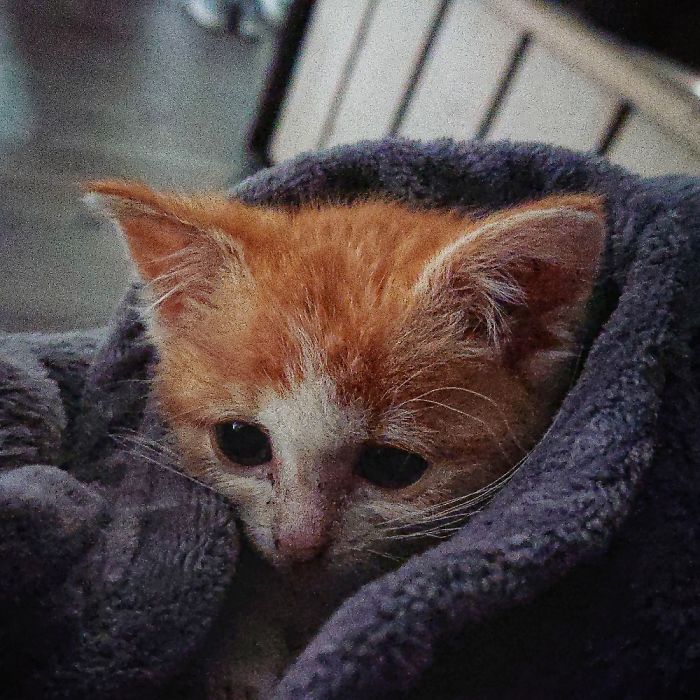 Little Lola , Rescued And Now Temp In Our Foster Car..just Needed Some Tlc To Restore Faith