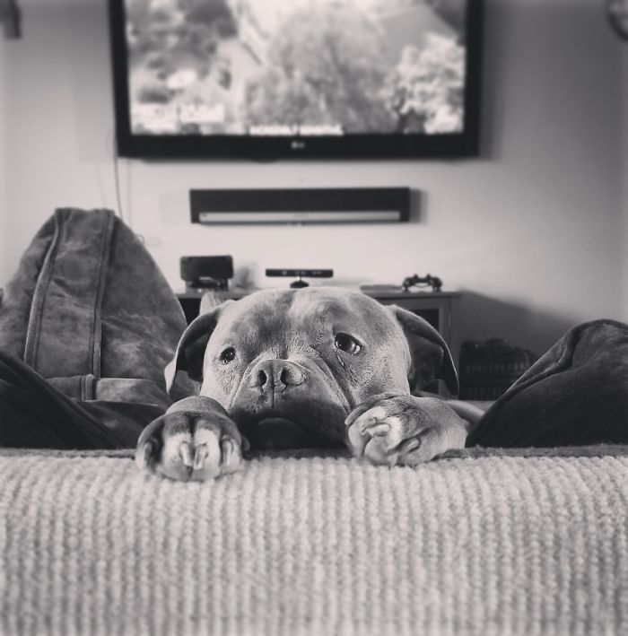 Refuses To Get Off The Couch But Insists On Overseeing Every Activity.