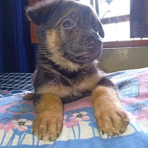 ashishsingh3595 avatar