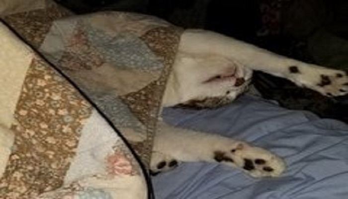 Snickers At 6 Months... I Wouldn't See Her All Day But Wake Up The Next Morning And Find Her All Chilled Out Next To Me In Bed.... And Yes This Is How She Sleeps