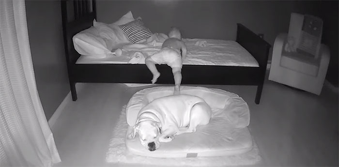 Camera Captures Adorable Moment Little Boy Sneaks Out Of His Bed To Sleep With His Dog Camera Captures Adorable Moment Little Boy Sneaks Out Of His Bed To Sleep With His Dog