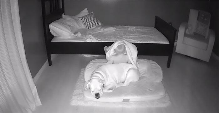 Camera Captures Adorable Moment Little Boy Sneaks Out Of His Bed To Sleep With His Dog Camera Captures Adorable Moment Little Boy Sneaks Out Of His Bed To Sleep With His Dog