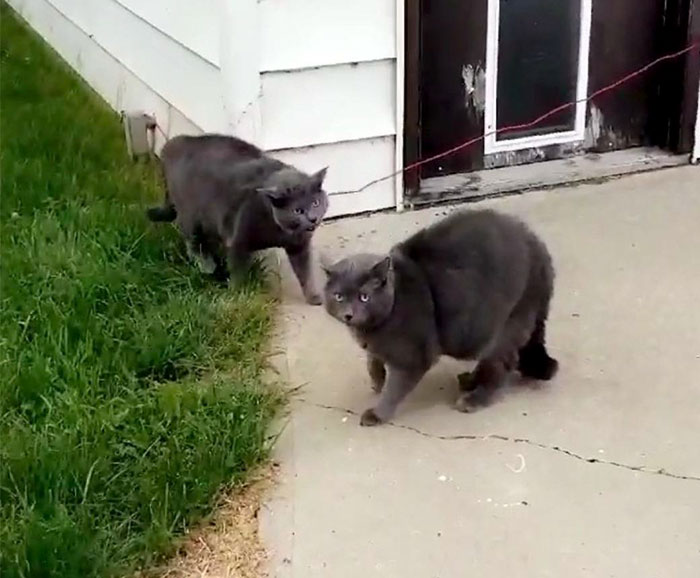 Woman Left Her Cat In Her Yard, Ran Outside After Hearing Screams To Find There Were Two Of Them And She Couldn’t Tell Who Was Who