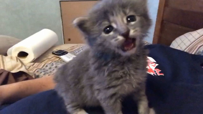 When Gaston Found His Voice He Wanted Everyone To Hear It.