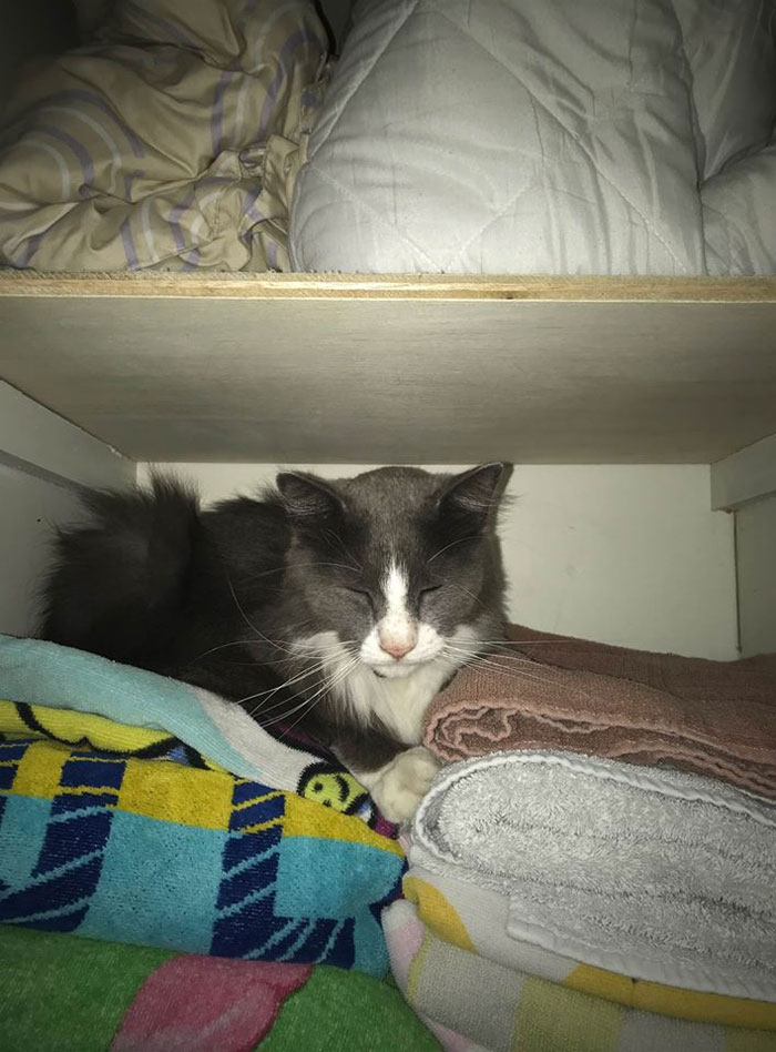 Woman Learns Her Cat Has Been Stealing Neighbors' Laundry, Asks People To Identify Their Things And Shame The Cat