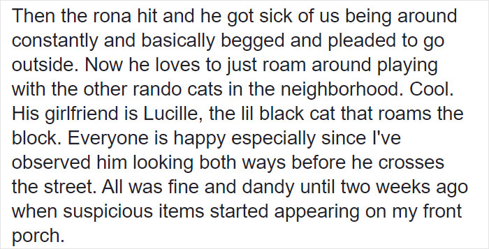 Woman Learns Her Cat Has Been Stealing Neighbors' Laundry, Asks People To Identify Their Things And Shame The Cat
