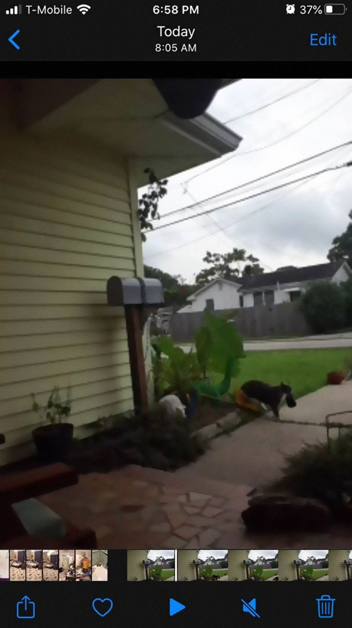 Woman Learns Her Cat Has Been Stealing Neighbors' Laundry, Asks People To Identify Their Things And Shame The Cat