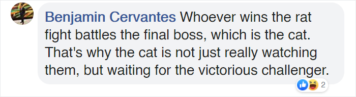 Woman Captures Hilarious Video Of A Cat Watching Two Rats Fight