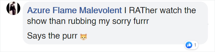 Woman Captures Hilarious Video Of A Cat Watching Two Rats Fight