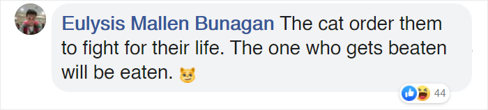 Woman Captures Hilarious Video Of A Cat Watching Two Rats Fight