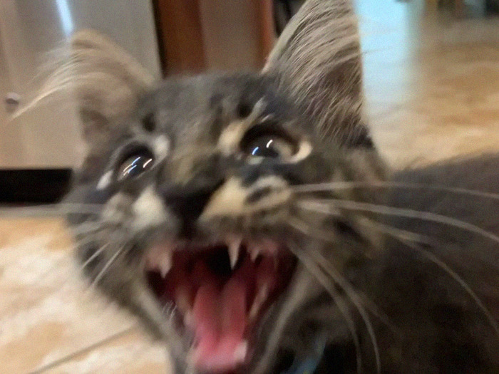 He Has A Few Thoughts On The Lack Of Wet Food Around Here