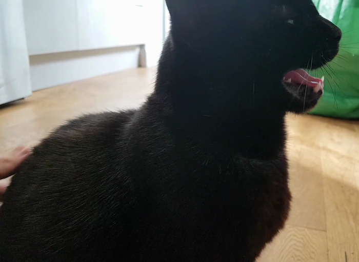 You Guys Seemed To Enjoy My Last Post, So Here's 3 Minutes Of Yelling That I Recorded Over The Last Few Days.