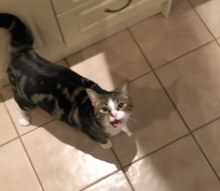 Meet Henry. He Constantly Yells For Attention.