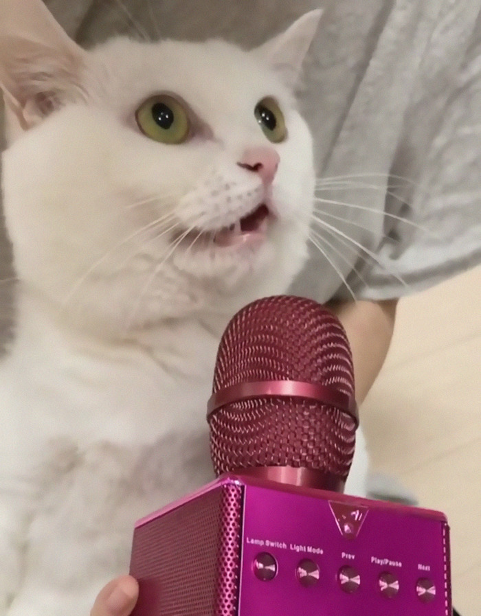 Reverb Cat Has Spoken