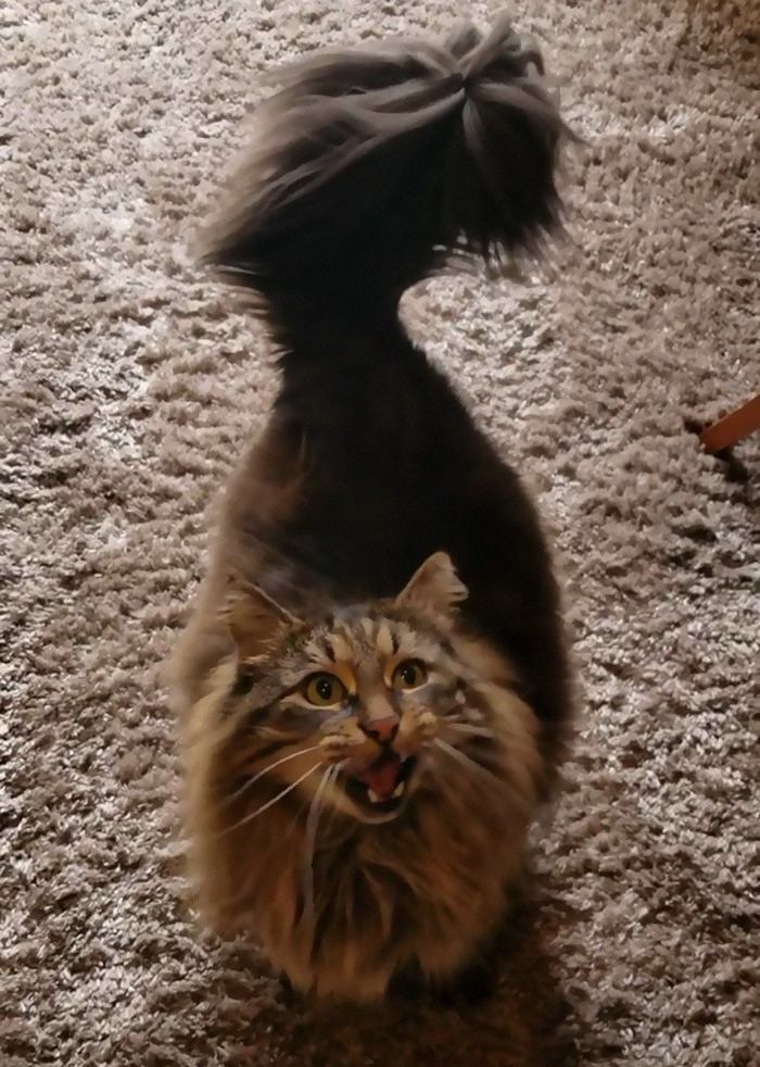 I Know It's Early And This Will Probably Die In New, But Timber Must Scream To The World About His Desire For Grass.