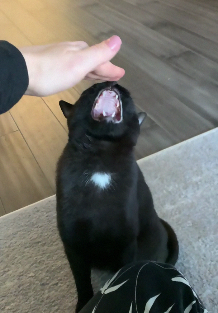 Don’t Touch My Head Please. No Thank You.