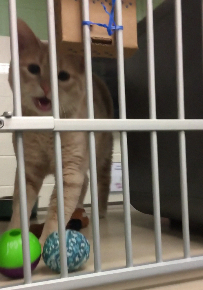 “Good Morning, Kittieeeeees!”: Part Two