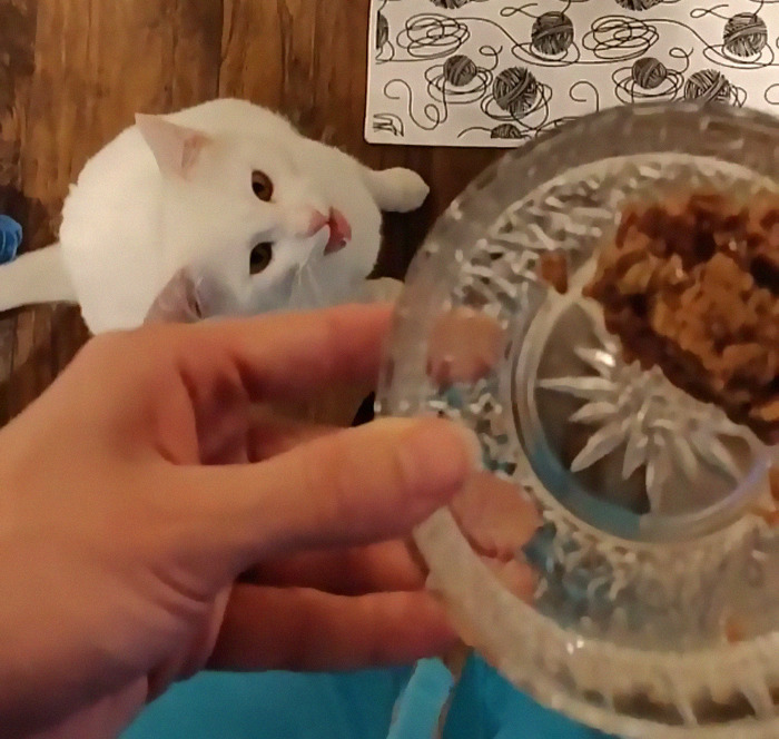 Doodle Is Deaf.. So She Doesn't Realize How Loud She Is 😅