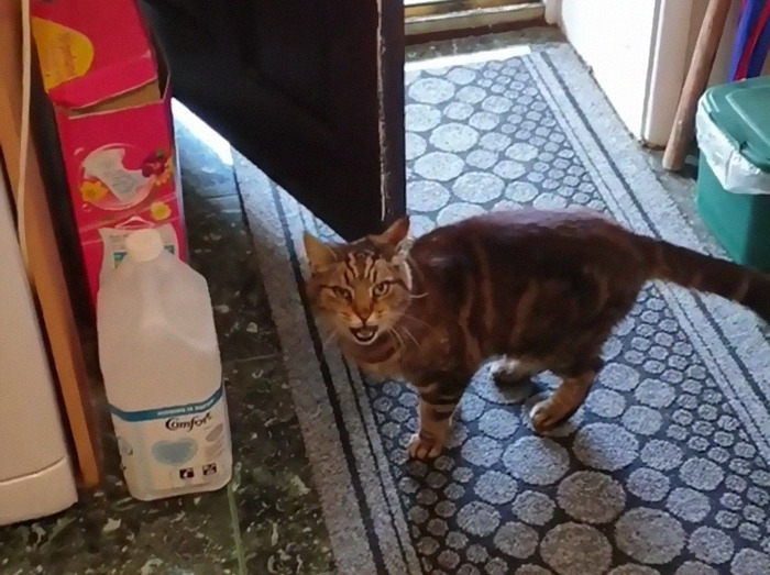 My Neighbours Cat Waltzed Into My Kitchen Then Argued When I Told Him To Go Home