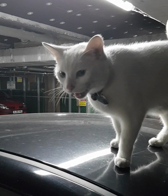 I've Been Finding Paw Prints On My Car, I Finally Met The Culprit.