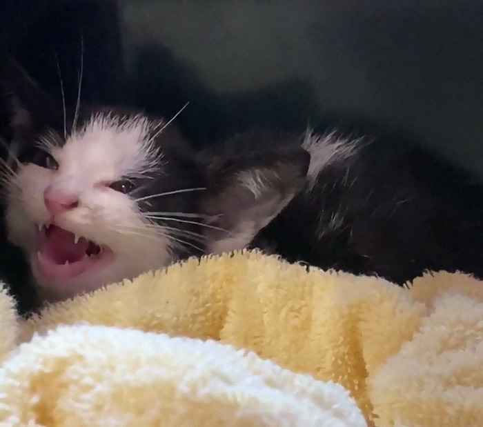 This Little Girl Was Stuck Under The Dumpster At My Job