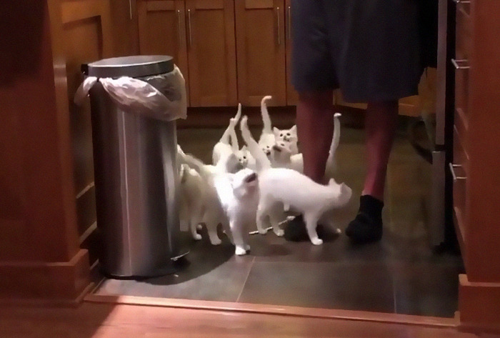 Tiny Army Of Screamers. From Whiskersnpurrs From Ig