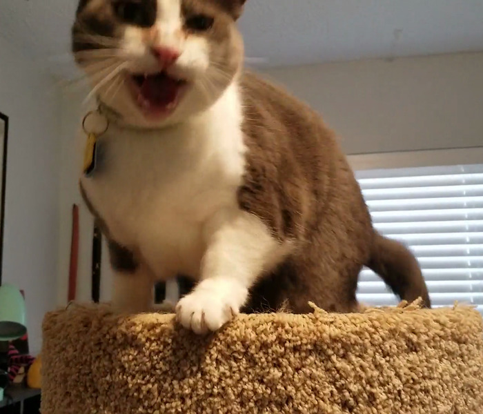 This Is Gandalf. She Needs Love 24/7/365 And Will Not Let You Forget If It's Been More Than Three Seconds Since She Last Received Love.