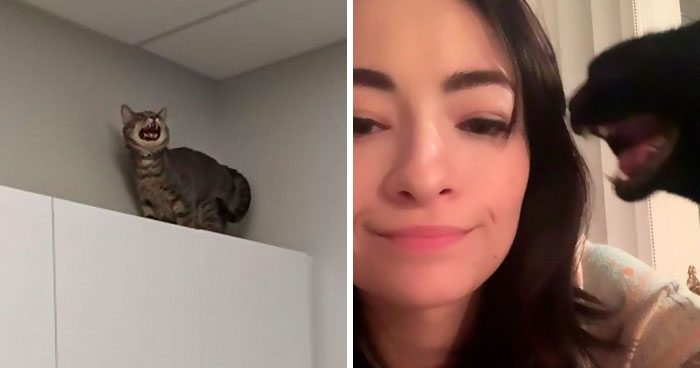 There’s A Group Where People Share Pics Of Cats Meowing So Loud You Can Almost Hear These Images (30 Pics)