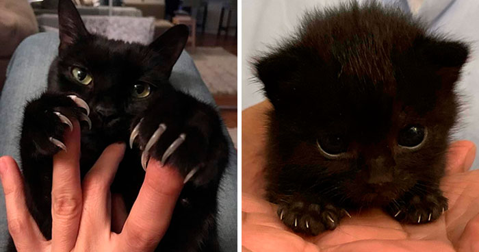 The ‘Murder Mittens’ Group Is All About Cats Showing Off Their Claws, And Here Are 40 Of The Most Scarily Cute Ones