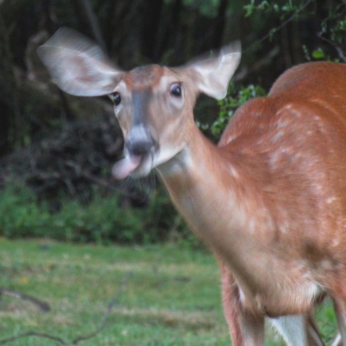 Tried To Get A Shot Of This Beautiful Doe While Golden Hour Driving Tonight. She Had...um...*other* Plans... Went Full On Derp On Me