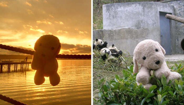 10 New Pictures Of My Cute Stuffed Dog Exploring The World